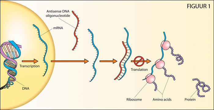 Antisense, DNA, Oligonucleotide, mRNA, Transcription, Translation, Ribosome, Amino Acids, Protein