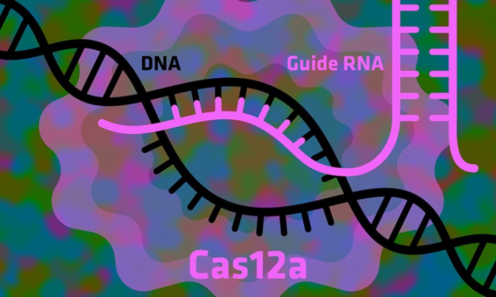 DNA Cas12a