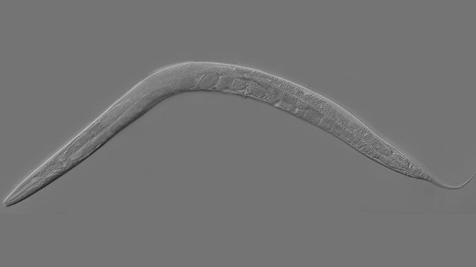 Volwassen, Caenorhabditis elegans, C. elegans, nematode worm, rondworm