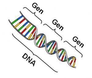 Gen, DNA