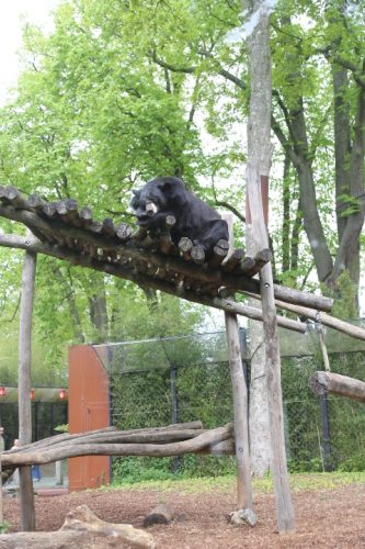 Pairi-Daiza-2026-Familiedag-115