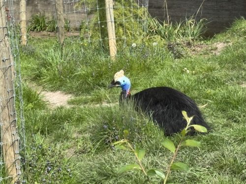 Pairi-Daiza-2026-Familiedag-122