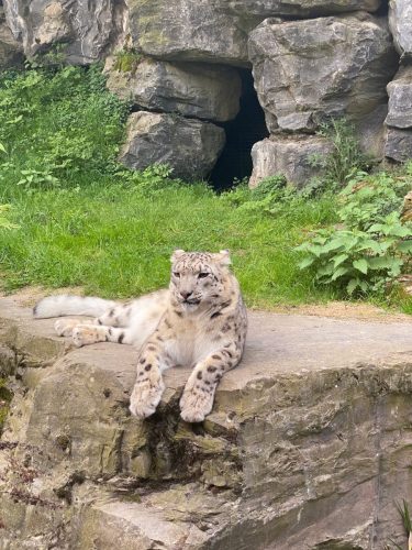 Pairi-Daiza-2026-Familiedag-132