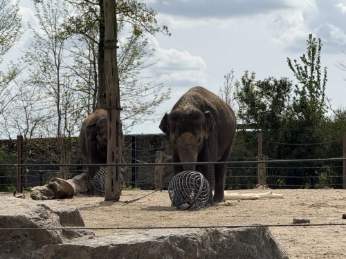 Pairi-Daiza-2026-Familiedag-134