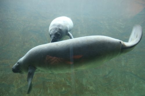 Pairi-Daiza-2026-Familiedag-156