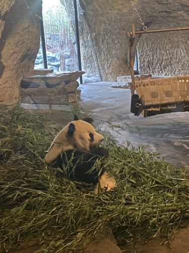 Pairi-Daiza-2026-Familiedag-161