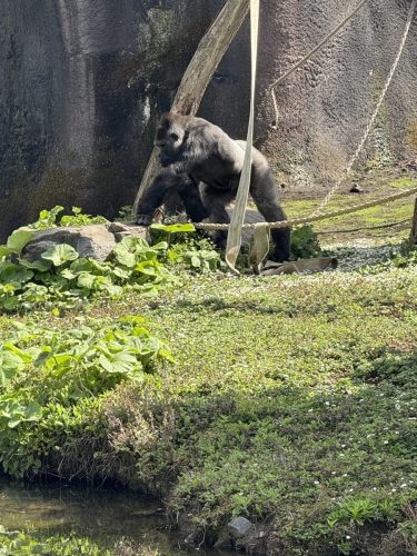 Pairi-Daiza-2026-Familiedag-173
