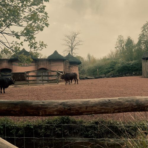 Pairi-Daiza-2026-Familiedag-174